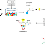 Article image of: Luminex Multiplex Assay