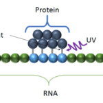 Article image of: Profacgen Enhanced Its CLIP-Seq Service for RNA-Protein Interaction Research