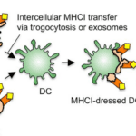 Article image of: MHC Solutions for Cell Therapy & Vaccine Development