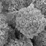 Article image of: iEM Platform for Cell & Tissue Morphology