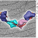 Article image of: 3D Structure of Twinkle Protein Solved for the First Time