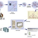 Article image of: Protein Identification by Tandem Mass Spectrometry