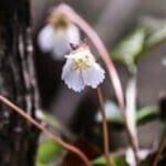 Article image of: Rare Plant Tissue Culture Service