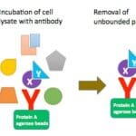 Article image of: The Regulation of ceRNA in Sex Determination and Differentiation in Fish Was First Confirmed