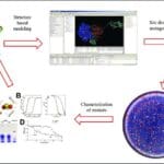 Article image of: Updated Protein Engineering Rational Design Services