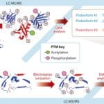 Article image of: Top-Down Proteomics vs. Bottom-Up Proteomics
