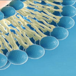 Article image of: Fatty Acids for Soap Production