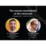 Article image of: March 11, Webinar: The Axonal Cytoskeleton at the nanoscale