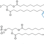 Article image of: Phospholipids, Modified Lipids, and Functionalized Lipids