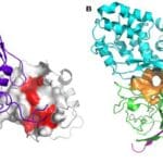 Article image of: Difference Between Exogenous and Endogenous Protein Crosslinking