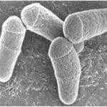 Article image of: Solution for C.glutamicum Production