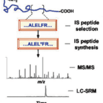 Article image of: Creative Proteomics Introduces Innovative Absolute Quantification (AQUA) Service for Precise Protein Quantification Analysis