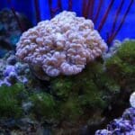 Article image of: R-PEAPC Conjugated Proteins for Research Use Updated