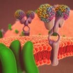 Article image of: Mature Solutions for Membrane Protein Identification