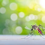 Article image of: ZIKV mRNA Vaccine Development for Lab Research