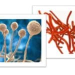 Article image of: Plant, Microbial, and Drug Metabolites for Lab Research
