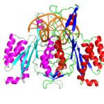 Article image of: Moleculaire diagnostiek: laat enzymen voor je werken