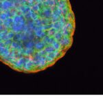 Article image of: Gelomics 3D extracellulaire matrixen: consistent, gebruiksvriendelijk en flexibel