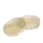 Article image of: Cherwell launches Redipor TwistLock plates to enhance sample security in microbial environmental monitoring