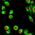 IgG Antibody Products