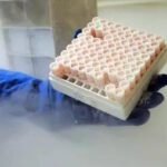 NHP Peripheral Blood Mononuclear Cell (PBMC) Products