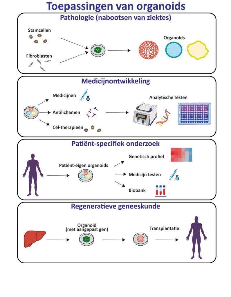 Toepassingen organoids