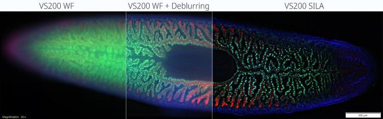 Article image of: How to Get Better Images from Deep within Your Sample?