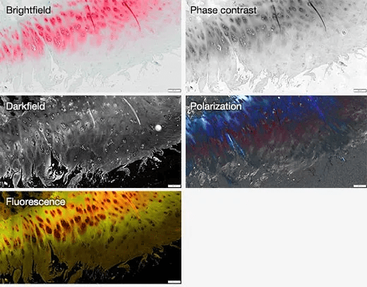 Article image of: How to Get Better Images from Deep within Your Sample?