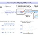 Article image of: CyTOF: Massacytometrie voor diepgaande celanalyse