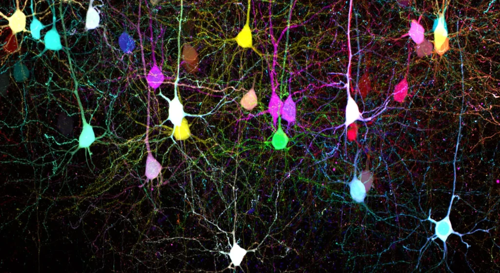 Article image of: Ontdek de kracht van een nieuwe standaard in confocale laserscanningmicroscopie