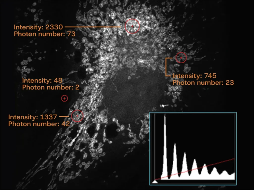 Article image of: Discover the power of a new standard in confocal laser scanning imaging