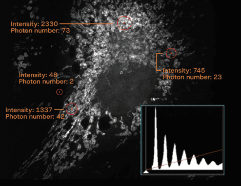 Article image of: Ontdek de kracht van een nieuwe standaard in confocale laserscanningmicroscopie