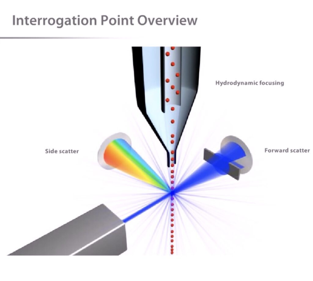 Article image of: Met FACS van celsuspensies naar zuivere celpopulaties in no-time