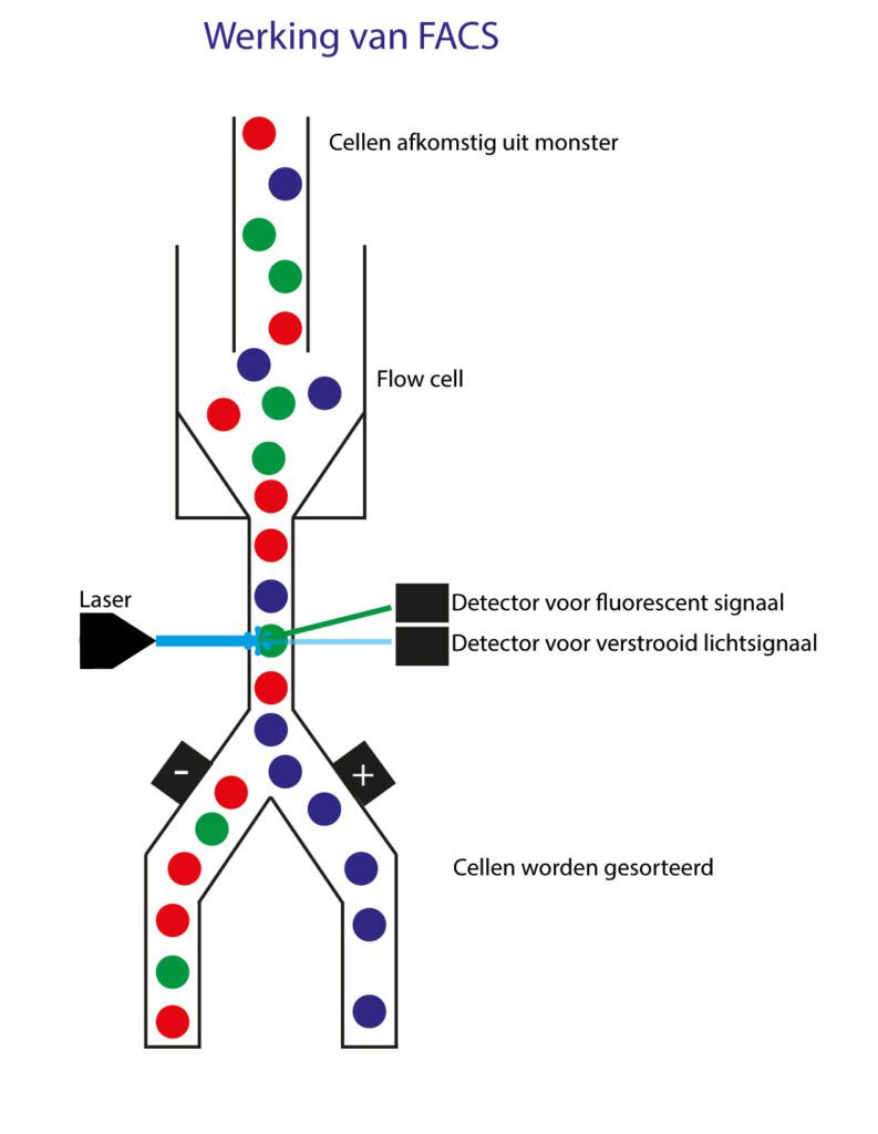 Schematische weergave van de werking van een FACS