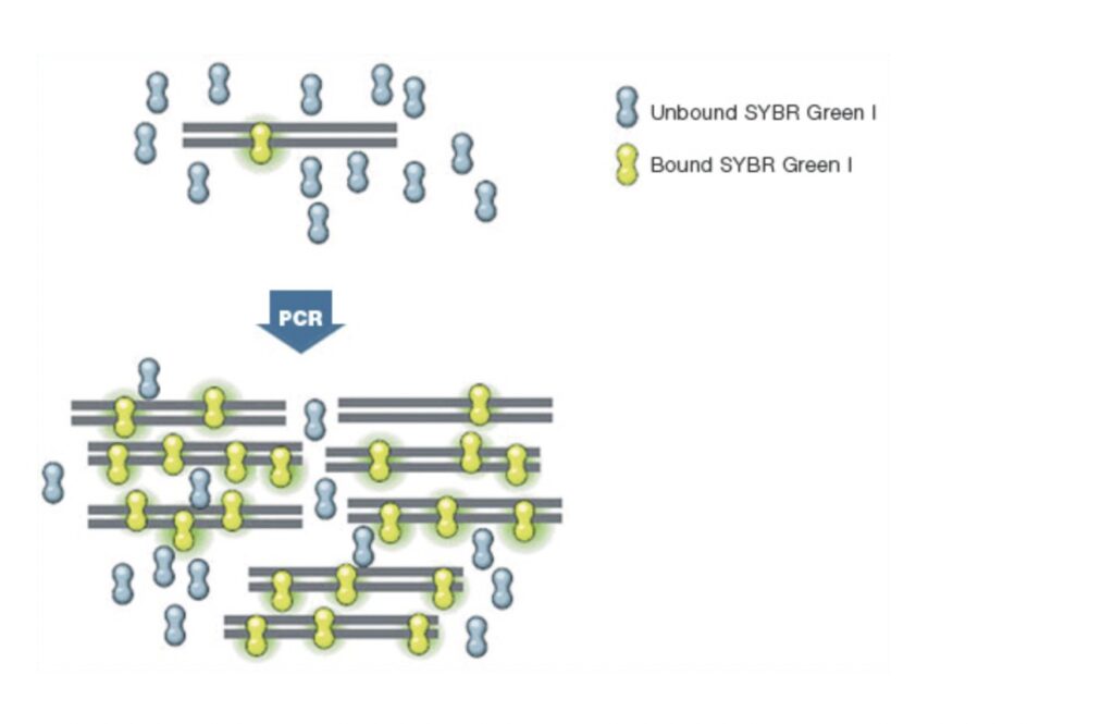 Article image of: Oligonucleotides: waarom oligo’s cruciaal zijn in PCR