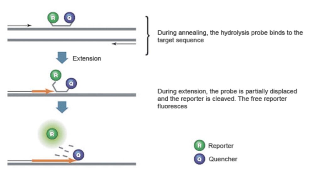 Figuur 2: Een taqman probe bindt aan DNA