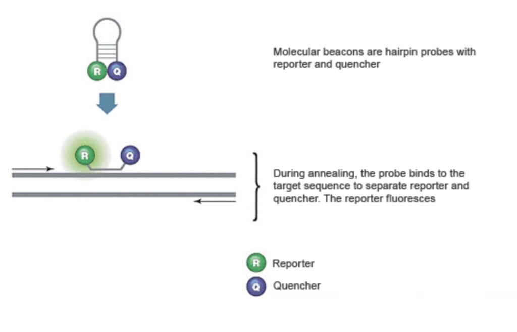 Figuur 3: Moleculaire beacons geven pas fluorescentie af na het binden aan DNA