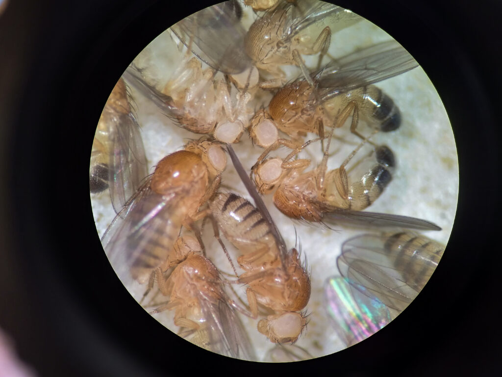 Article image of: Insectenklimaatkasten en -kamers voor gecontroleerd ecologisch onderzoek