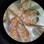 Article image of: Insectenklimaatkasten en -kamers voor gecontroleerd ecologisch onderzoek