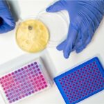 Article image of: Diervrije doorbraak in de organoïdenkweek