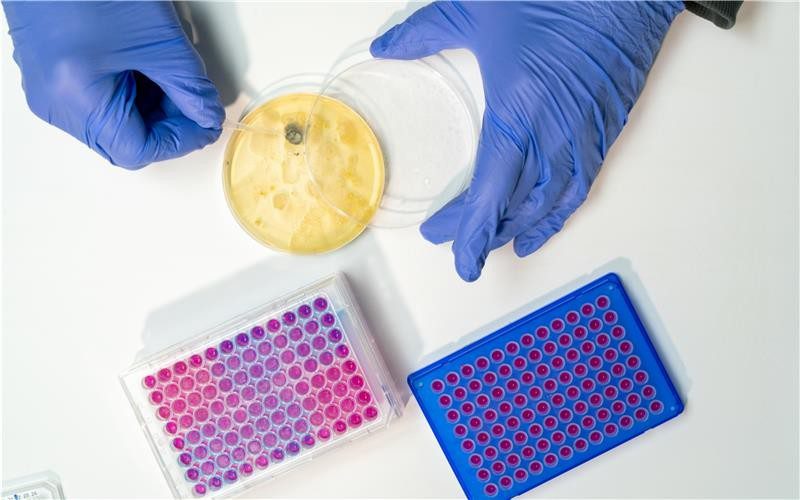 Diervrije doorbraak in de organoïdenkweek