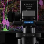 Article image of: Experience the Evident FV5000 and SpinXL confocal laser scanning imaging systems – WORKSHOP & LIVE DEMOS