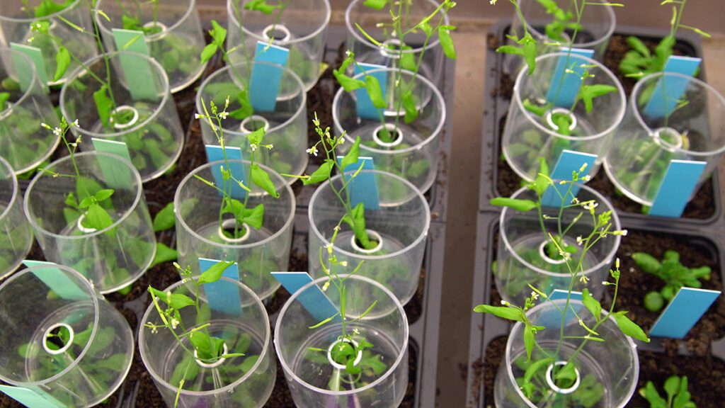 Arabidopsis