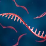 Article image of: Overcoming Custom siRNA Synthesis Bottlenecks