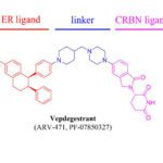 Article image of: FDA Approval of Vepdegestrant Highlights the Growing Role of PROTAC Linker Design