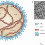 Article image of: Hantavirus Research Reagents and Products to Accelerate Global Diagnostic and Vaccine Research