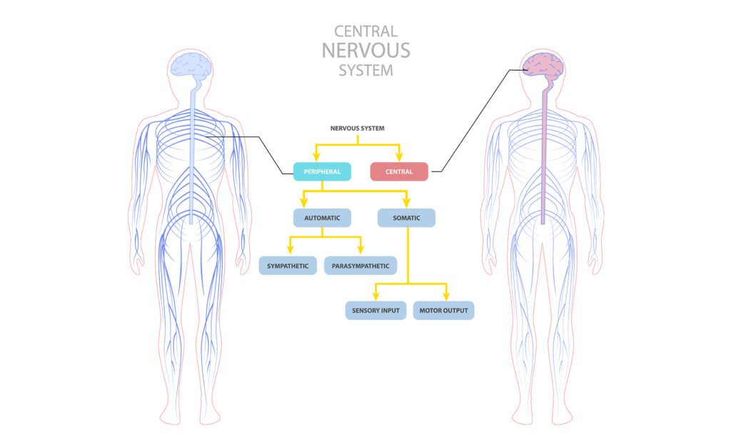 Article image of: Creative Biolabs Supports CNS Research with Neuronal and Glial Models