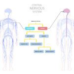 Article image of: Creative Biolabs Supports CNS Research with Neuronal and Glial Models